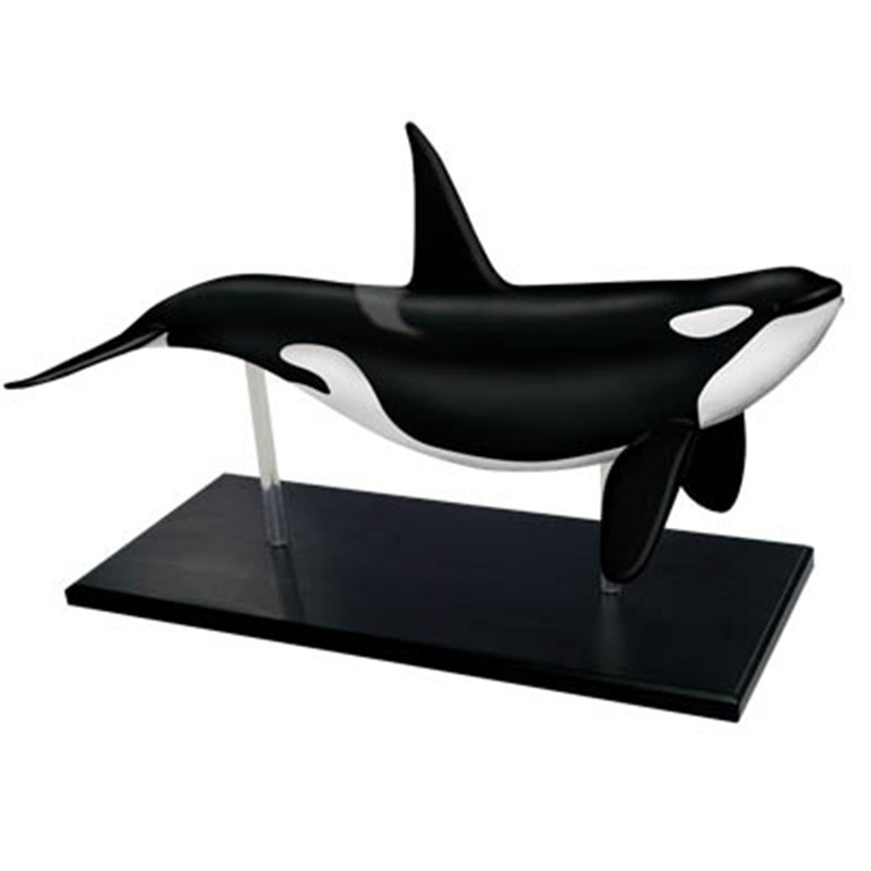 4D Vision Orca Whale Skeleton  - Medical Lab Scientist บทวิจารณ์และราคา