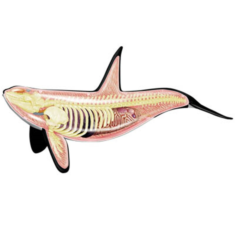 4D Vision Orca Whale Skeleton  - Medical Lab Scientist บทวิจารณ์และราคา