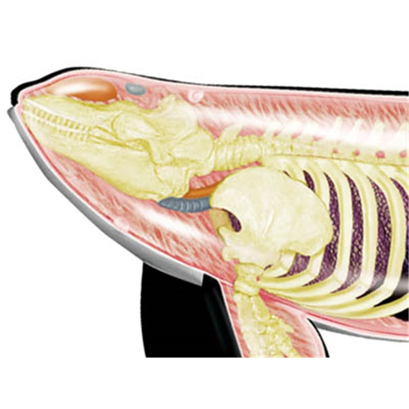 4D Vision Orca Whale Skeleton  - Medical Lab Scientist บทวิจารณ์และราคา